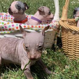 American Hairless Terriers from Esomé Kennels