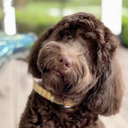 Harvey - Australian Labradoodle