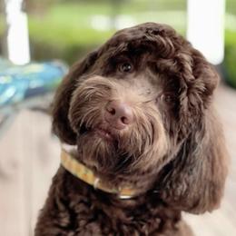 Harvey - Australian Labradoodle