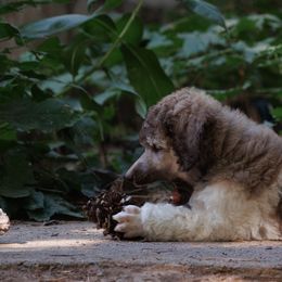 Poodle Puppies from Mystic Moon Poodles