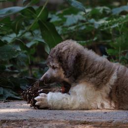 Poodle Puppies from Mystic Moon Poodles