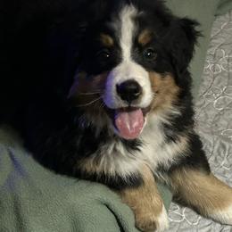 Baby Yellow Girl - Black rust and white female Bernese Mountain Dog puppy in Toledo, Ohio from Baby Berners