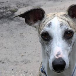 Whippets from Karen Lee