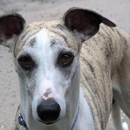 Whippets from Karen Lee