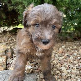 Duke - Brown merle male Aussiedoodle puppy in Lebanon, Missouri from Cobbs Creek Canines