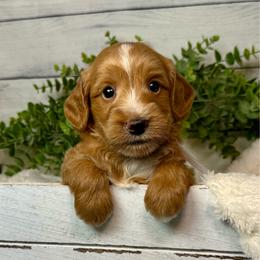 Los Angeles - Red  male Goldendoodle puppy in Haltom City, Texas from Ohana Doodles