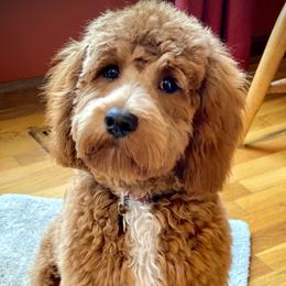 Frankie - Australian Labradoodle