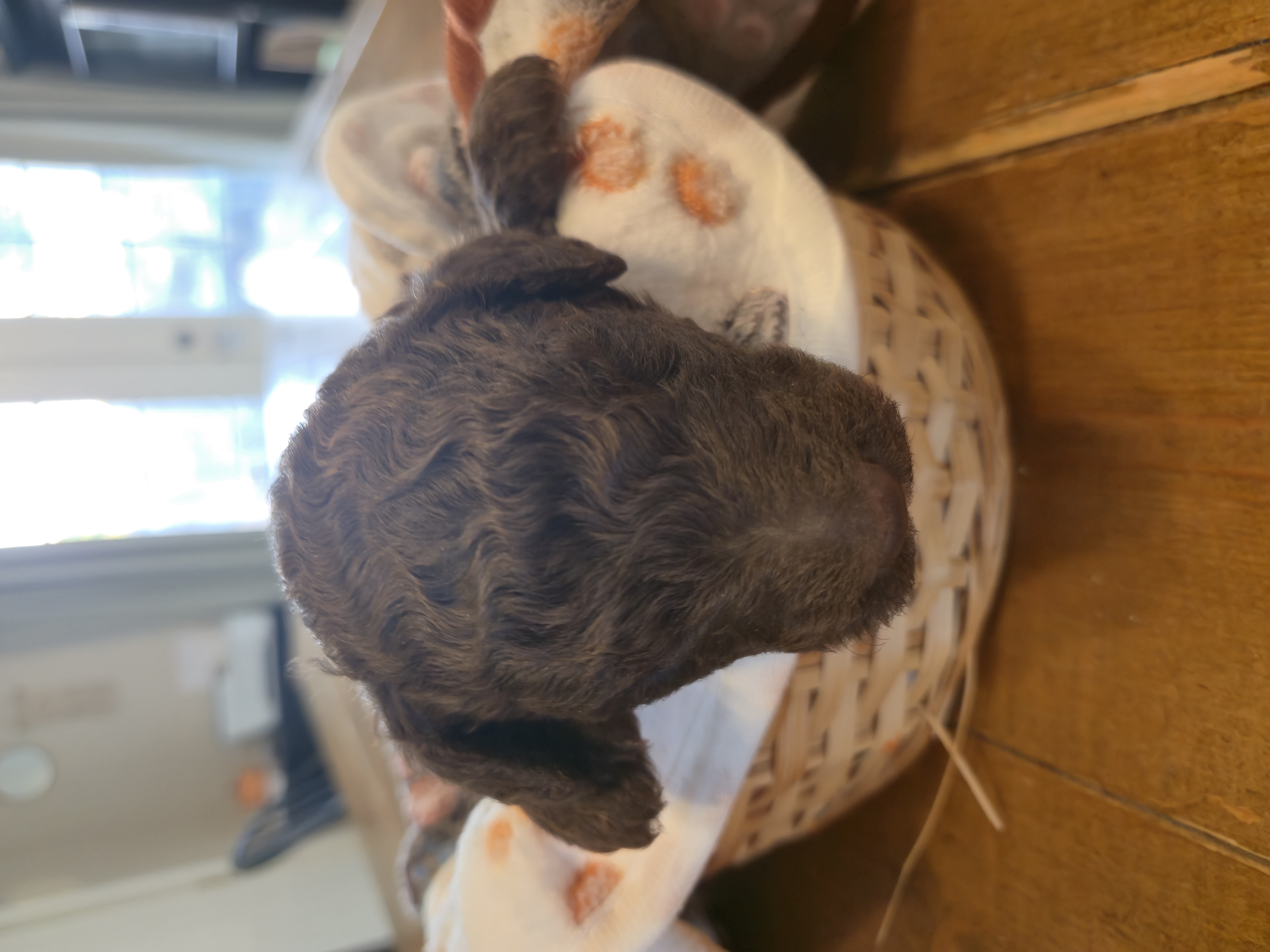 Whoodle Puppies from White's Whoodles