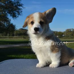 Willow - Red female Pembroke Welsh Corgi puppy in Edna, Texas from MG Corgis