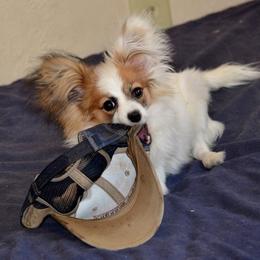 Papillon Puppies from Playful Papillon's