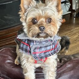 Coco  - Yorkshire Terrier
