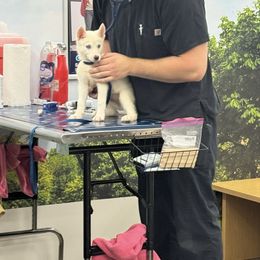Araceli - White female Siberian Husky puppy in Doswell, Virginia from Shinko Siberians
