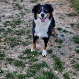 Raven - Miniature Australian Shepherd