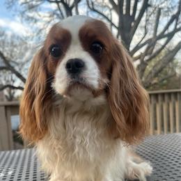 Feyre - Cavalier King Charles Spaniel