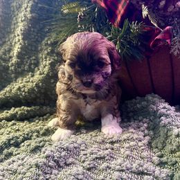 Holly - Fawn sable female Havanese puppy in Chaska, Minnesota from Happy Paws Havanese