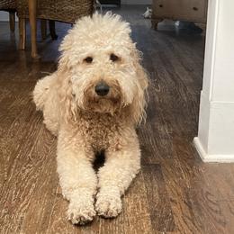 Lulu Lulu - Goldendoodle