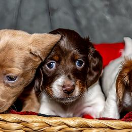 Dachshunds from Muddy Clyde
