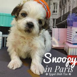 Snoopy - Silver gold and white male Shih Tzu puppy in Peoria, Arizona from Loyal Shih Tzu