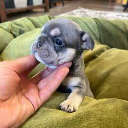 Dopey - Blue fawn male French Bulldog puppy in Rathdrum, Idaho from Smart Pomskies and Frenchies