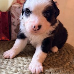Purple Collar - Black tri-color female Australian Shepherd puppy in Quinlan, Texas from Murphy Ranch Australian Shepherds