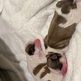 Shih Tzu Puppies from Anthony's Babies Shih Tzu's