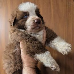 Momma Fortuna - Panda female German Shepherd puppy in Olean, New York from F&B Kennels