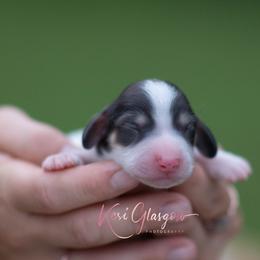 AKC Teddy - Piebald male Dachshund puppy in Knox City, Missouri from Brittney's Dachshunds