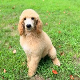 Leif - Cream male Poodle puppy in Detroit Lakes, Minnesota from Pickerel Pups