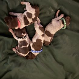 4 males - Liver roan male German Shorthaired Pointer puppy in Osawatomie, Kansas from Doyle’s GSP