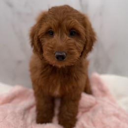 Ginger - Red  female Goldendoodle puppy in Kansas City, Kansas from Bella & Ivy’s Mini Goldendoodles of KC
