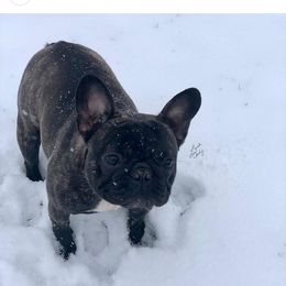 Val - French Bulldog