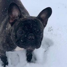 Val - French Bulldog