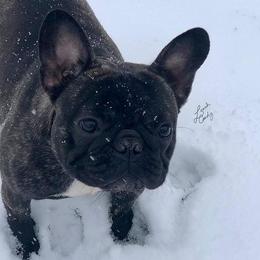 Val - French Bulldog