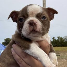 Boston Terriers from Samantha's Bostons