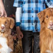 Nova Scotia Duck Tolling Retriever Puppies from WyldeWater Tollers