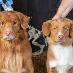 Nova Scotia Duck Tolling Retriever Puppies from WyldeWater Tollers