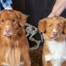 Nova Scotia Duck Tolling Retriever Puppies from WyldeWater Tollers
