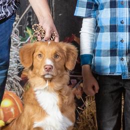 Nova Scotia Duck Tolling Retriever Puppies from WyldeWater Tollers