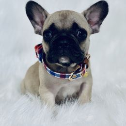French Bulldog and Pug Puppies from Puddles Palace