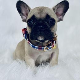 French Bulldog and Pug Puppies from Puddles Palace