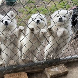 American Eskimo Dogs from Dan's Eskimo Dogs