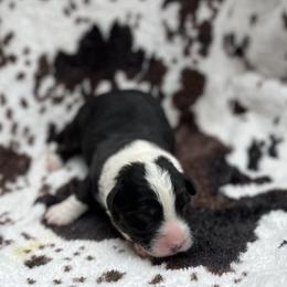 Ace-fluffy - Black and white male Cardigan Welsh Corgi puppy in Hope, Arkansas from Foxy Knoll Farm