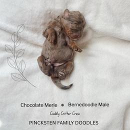 Moose - Chocolate merle male Bernedoodle puppy in Jackson, Missouri from Pincksten Family Doodles