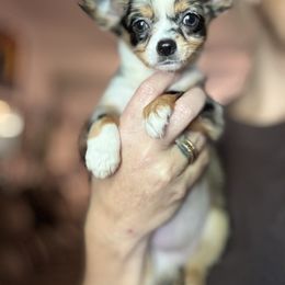 Janet - Chihuahua