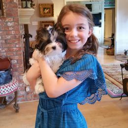 Biewer Terrier Puppies from Butterfly Biewers