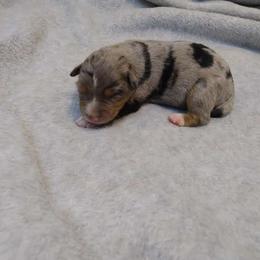 Boy 4 - Miniature Australian Shepherd puppy in Broadwater, Nebraska from Midwest Mini/Toy Aussies