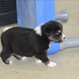 Helios - Black tri-color male Australian Shepherd puppy in Jameson, Missouri from Sky Creek