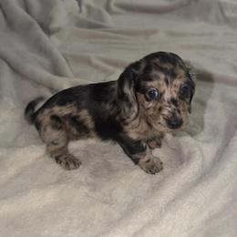 Coco - Dapple female Dachshund puppy in El Mirage, Arizona from Topstar Doxies