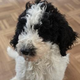 Domino - Parti male Goldendoodle puppy in Freedom, New York from Samantha's Goldendoodles