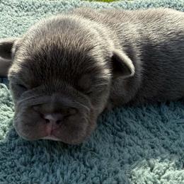 Beulah - Tricolors female French Bulldog puppy in Warm Springs, Arkansas from State Line Dachshunds & Frenchies